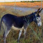 La suelta de los burros pretendía prevenir incendios forestales