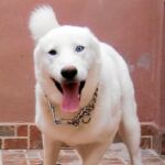 Conan: el husky deportista y protector