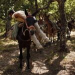 Un hombre se sube a su burro en Málaga, en una imagen tomada este mes de junio
