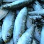 Pesca de sardina en el Atlántico