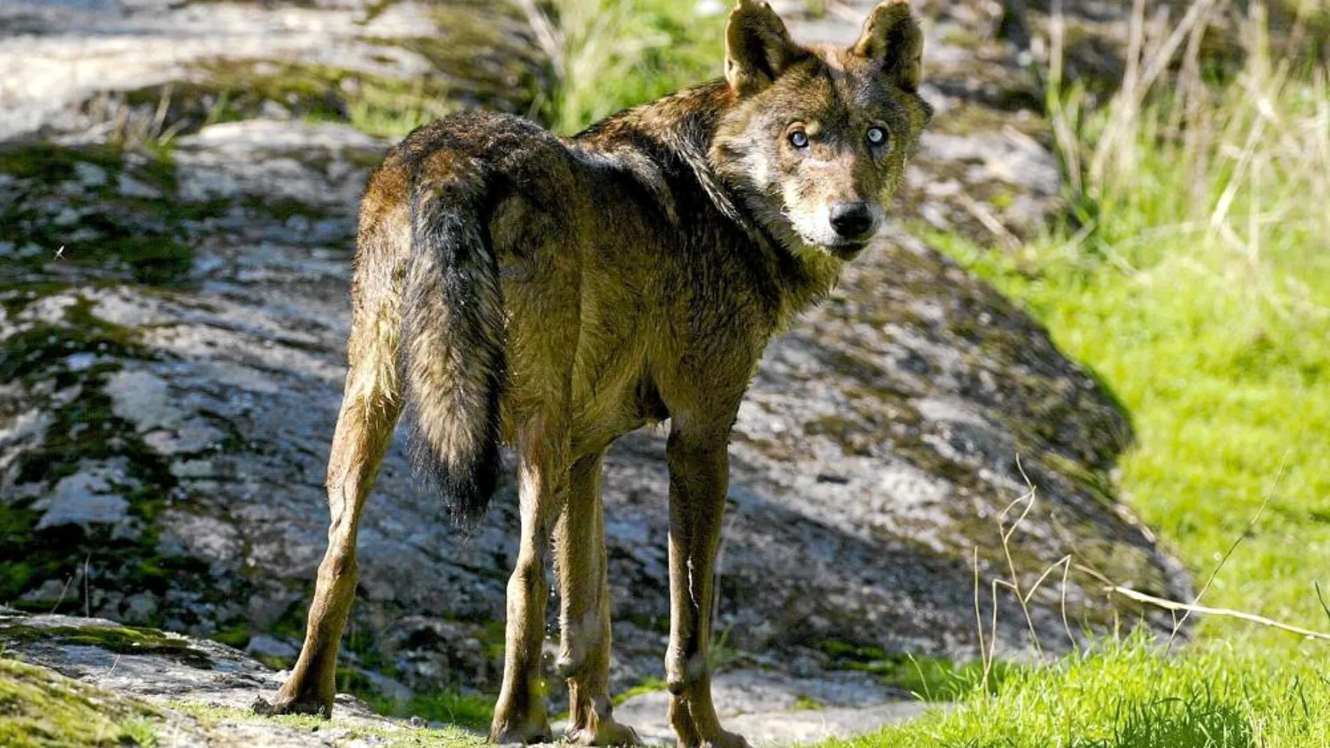 Uno de los primeros ejemplares avistado en Chapinería tras la vuelta del lobo a la Comunidad