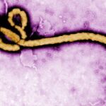 Imagen del virus