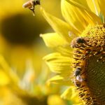 Abejas en un campo de girasoles de Tailandia