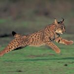 En total, se liberarán 16 animales procedentes de la Red de Centros de Cría en Cautividad ubicados en Portugal, Extremadura y Andalucía.