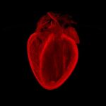 El corazón roto de un ratón