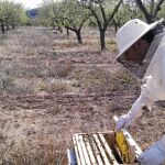 Apicultores alertan de la creciente muerte de abejas por insecticidas