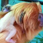 Los primates se encuentran perfectamente y al nacer pesaron unos 30 gramos