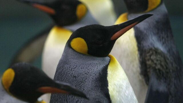 Por culpa de las temperaturas extremas, los pingüinos han perdido el sentido del gusto