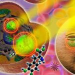Nanopartículas responden liberando fármacos al ser irradiadas con luz láser en el infrarrojo cercano