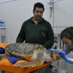 Una de las tortugas atendidas por los veterinarios