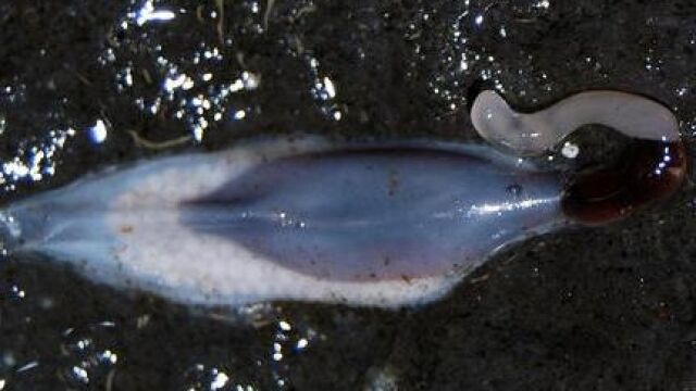 El gusano Antarctonemertes riesgoae en su capullo desenvaina su probóscide para proteger los huevos