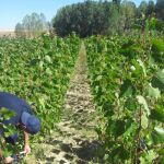 Los científicos del proyecto toman datos en el cultivo de chopos