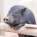 A partir del próximo año estará prohibido tener cerdos vietnamitas como mascota