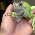 Las iguanas y los camaleones se han colado en la lista preferente a los Reyes Magos en los últimos años