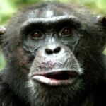 la parte pragmática del lenguaje proviene de los primates y la parte melódica de las aves