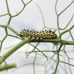Una oruga, fotografiada en una planta en un jardín de Pontevedra