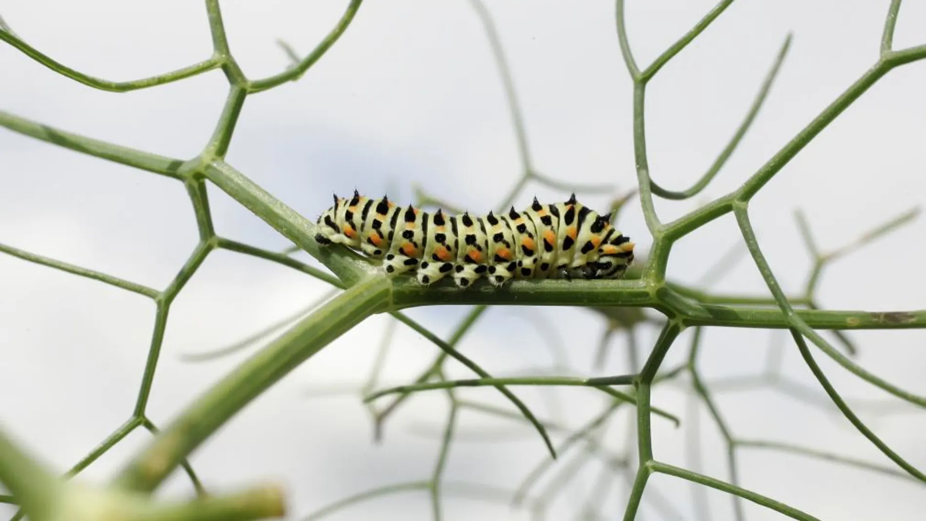 Una oruga, fotografiada en una planta en un jardín de Pontevedra
