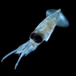 Actualmente se conocen 816 especies de calamares, como la de este ejemplar recogido en Filipinas