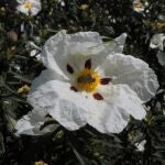 Una de las dos jaras estudiadas, Cistus ladanifer, con uno de los mayores tamaños florales del área mediterránea. La especie tiene dos formas florales, con y sin máculas