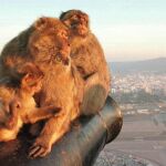 Una familia de monos en Gibraltar