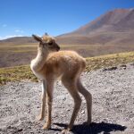 La cría de vicuña rescatada por los astrónomos