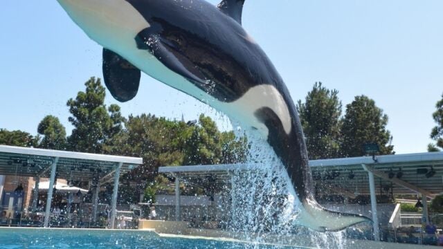 Una de las orcas estudiadas por los científicos