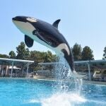 Una de las orcas estudiadas por los científicos