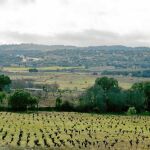 Los viñedos de la bodega madrileña Bernabeleva, en San Martín de Valdeiglesias