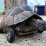 El animal se ha recuperado bien después de la colocación de las ruedas
