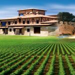 J. García Carrión ha recogido un 50% más de uva que en 2012