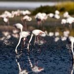 Flamencos rosas en la Laguna de Fuente de Piedra