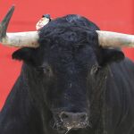 La ganadería de Saboya era una de las divisas más reconocidas del campo bravo alcarreño
