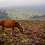 Caballo gallego de monte