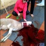 Shaima, de GH15, en el ojo del huracán: ¿religión o crueldad animal?