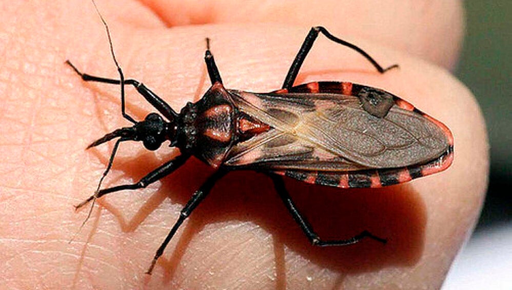 Par&aacute;sitos causantes de la enfermedad de Chagas