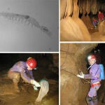Nueva especie de batinela (Vejdovskybathynellavasconica) y toma de muestras en la cueva de Goikoetxe, Vizcaya