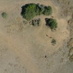 «Drones» contra los cazadores furtivos de rinocerontes