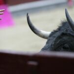 Rechazados los toros de Los Bayones para el Domingo de Resurrección