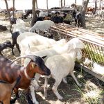 Ovejas y cabras juntas en una granja