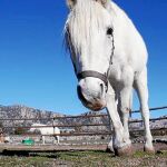 Maltrato animal en zona rural