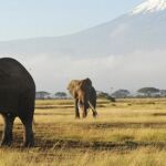 Kenia ha lanzado una gran campaña para captar a un millón de turistas chinos con el apoyo de su gran aliado internacional, el Gobierno de Pekín.