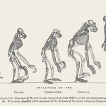 La evolución continúa