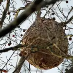 Nido de avispa asiática construido en un árbol