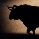 Ocho toros de Gavira, aprobados para el Domingo de Resurrección