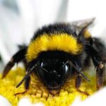Abeja obrera alimentándose en una flor que es visitada frecuentemente por multitud de insectos y, por lo tanto, constituye un punto de acceso para la transmisión de enfermedades