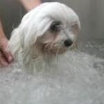 Los perros reciben un baño de espuma