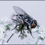 Trichogramma euproctidis