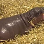 El adorable bebé de hipopótamo pigmeo