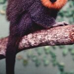 En 2002 ya se descubrió en la Amazonía otra especie de callicebus de gran belleza
