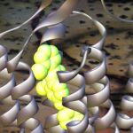Representación de la estructura del receptor mGlu5, sobre la foto de un renacuajo